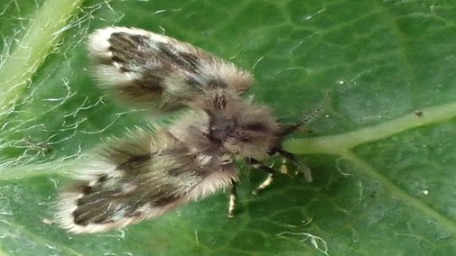 A small moth with fur like wings